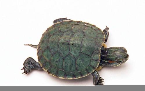 推荐饲养国产龟吗视频,视频推荐带你轻松入门