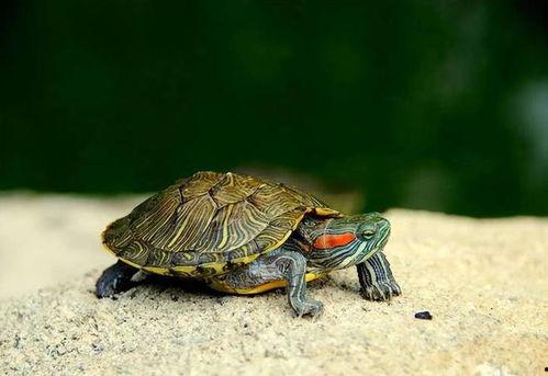 推荐饲养国产龟吗视频,视频推荐带你轻松入门