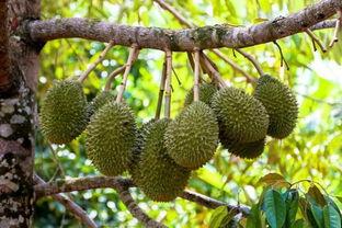 国产矮化榴莲测评视频,口感与品质的双重体验