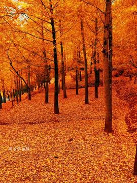 国产银杏视频站,探索中国银杏文化的瑰宝