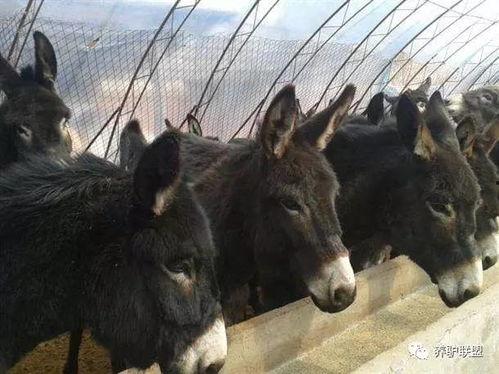 国产毛驴养殖视频大全,视频大全揭秘养殖技巧与收益