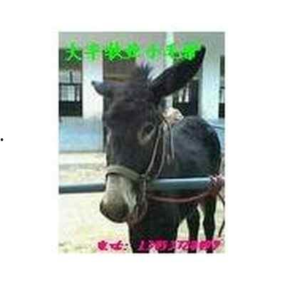 国产毛驴养殖视频大全,视频大全揭秘养殖技巧与收益