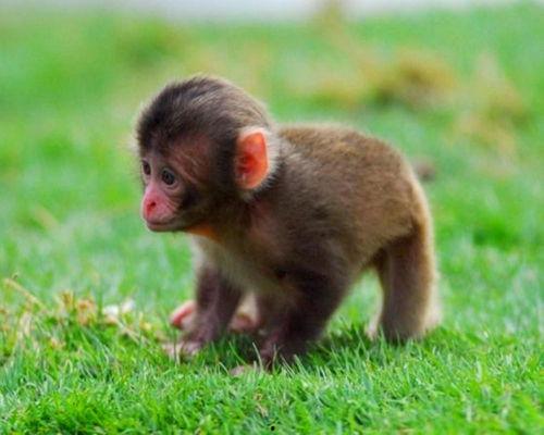 最新发布国产小猴子视频