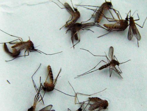 国产动画蚊子咬人视频,蚊子咬人瞬间，趣味科普趣味十足