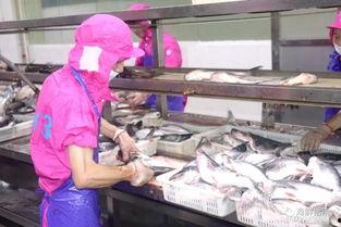 国产巴沙鱼加工视频大全,国产巴沙鱼加工视频大全深度解读