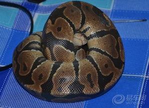 国产蛇宠物推荐一下视频,探索独特魅力,解锁养蛇新体验 第2张 国产蛇宠物推荐一下视频,探索独特魅力,解锁养蛇新体验 第2张