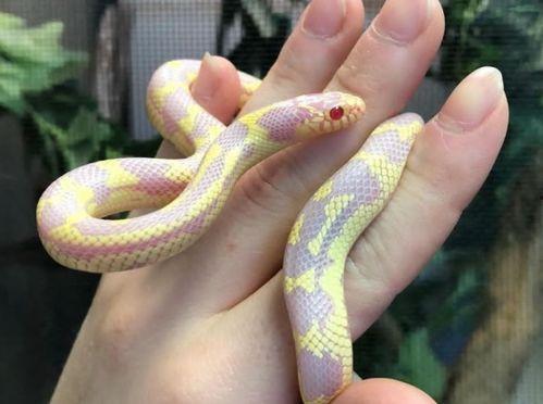 国产蛇宠物推荐一下视频,探索独特魅力,解锁养蛇新体验 第3张 国产蛇宠物推荐一下视频,探索独特魅力,解锁养蛇新体验 第3张